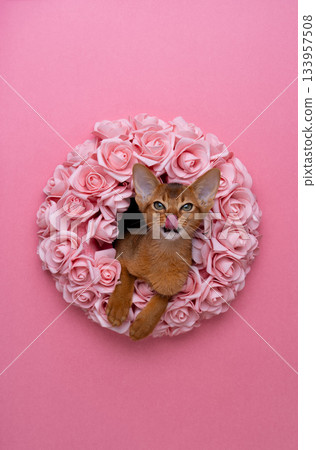 Cute Abyssinian kitten sticking head through a wreath of pink roses Cute Abyssinian kitten sticking head through a wreath of pink roses 133957508