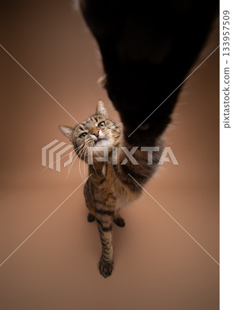 greedy tabby cat reaching for camera 133957509