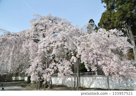 醍醐寺三寶院垂枝櫻花 2025② 醍醐寺三寶院垂枝櫻花 2025② 133957521