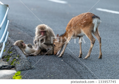 Yakushima World Heritage Site (Summer) - Yakushima Monkeys Reluctant to Approach Yakushima Deer 133957745