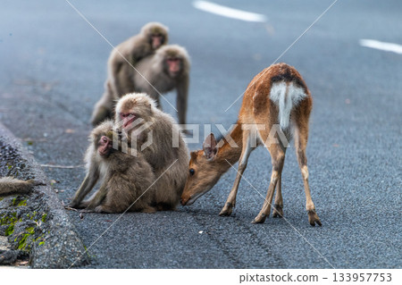 Yakushima World Heritage Site (Summer) - Yakushima Monkeys Reluctant to Approach Yakushima Deer 133957753