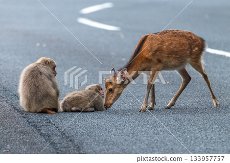 Yakushima World Heritage Site (Summer) - Yakushima Monkeys Reluctant to Approach Yakushima Deer Yakushima World Heritage Site (Summer) - Yakushima Monkeys Reluctant to Approach Yakushima Deer 133957757