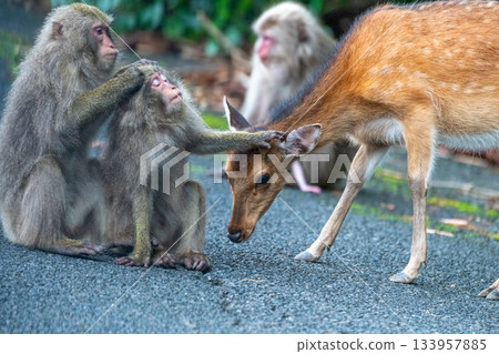 屋久島世界遺產（夏季） 133957885