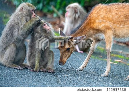 屋久島世界遺產（夏季） 133957886