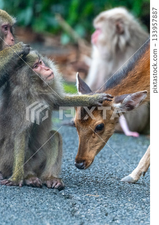 屋久島世界遺產（夏季） 133957887
