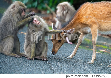 屋久島世界遺產（夏季） 133957888