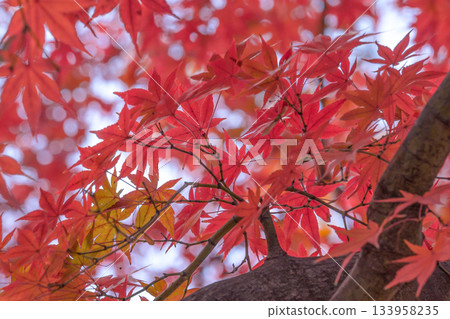 Bright red autumn leaves Bright red autumn leaves 133958235