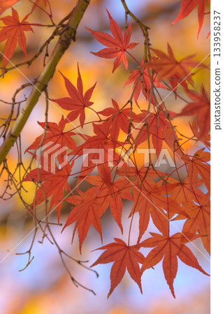 拍攝於2025年12月5日 拍攝於2025年12月5日 133958237