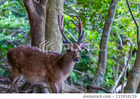 Male Yakushima deer, alert, World Natural Heritage Site, Yakushima (Summer) Male Yakushima deer, alert, World Natural Heritage Site, Yakushima (Summer) 133958239