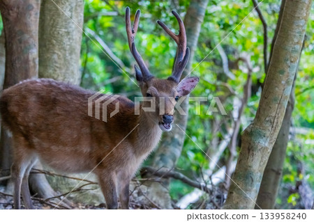 Male Yakushima deer, alert, World Natural Heritage Site, Yakushima (Summer) Male Yakushima deer, alert, World Natural Heritage Site, Yakushima (Summer) 133958240