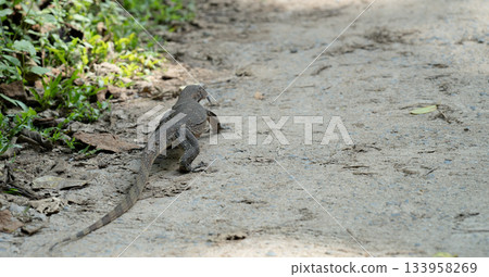 Ground lizard Ground lizard 133958269