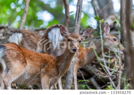 Female Yakushima deer, alert, World Natural Heritage Site, Yakushima (Summer) 133958270