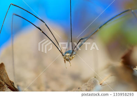 收割者以其小巧的身軀和修長的雙腿而引人注目。 133958293