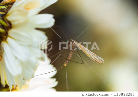 一隻大蚊正在菊花上吸食花蜜 133958295