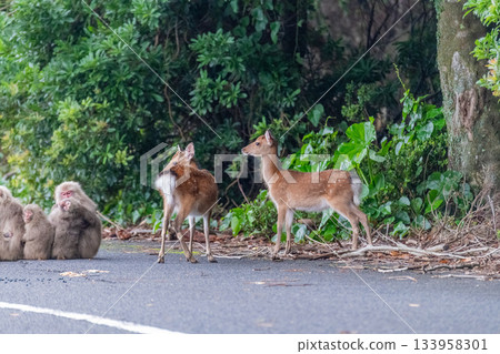 Yakushima World Heritage Site (Summer) Yakushima World Heritage Site (Summer) 133958301