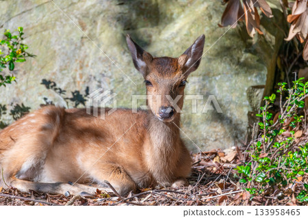 一隻雌性屋久島鹿在屋久島世界自然遺產地休息（夏季） 133958465