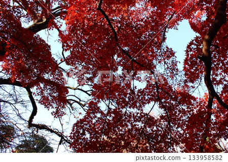 The maple trees at Fukuzo-in Temple bathed in the sunlight on a clear, sunny day in late autumn (3) The maple trees at Fukuzo-in Temple bathed in the sunlight on a clear, sunny day in late autumn (3) 133958582