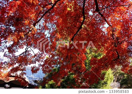 福藏院正殿和紅楓樹(1) 福藏院正殿和紅楓樹(1) 133958583