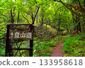 Forest road wrapped in fresh green 133958618