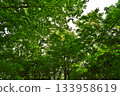 Fresh green leaves bathed in sunlight in the forest 133958619