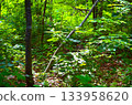 Sunlit forest trees 133958620