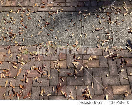 Tiles and Fallen Leaves 2 133958638