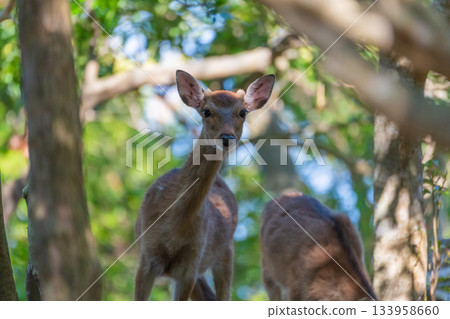 Female Yakushima deer, alert, World Natural Heritage Site, Yakushima (Summer) Female Yakushima deer, alert, World Natural Heritage Site, Yakushima (Summer) 133958660