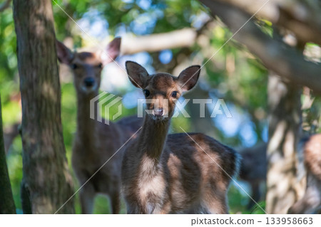 Female Yakushima deer, alert, World Natural Heritage Site, Yakushima (Summer) Female Yakushima deer, alert, World Natural Heritage Site, Yakushima (Summer) 133958663