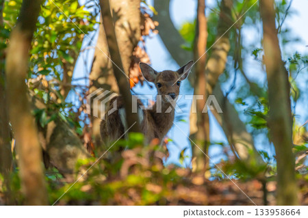 Female Yakushima deer, alert, World Natural Heritage Site, Yakushima (Summer) 133958664
