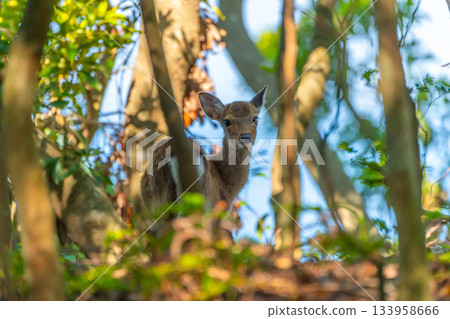 雌性屋久島鹿，警覺，世界自然遺產，屋久島（夏季） 133958666