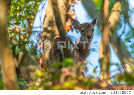 Female Yakushima deer, alert, World Natural Heritage Site, Yakushima (Summer) 133958667
