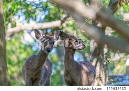 屋久島雌鹿，警覺而親密，世界自然遺產地，屋久島（夏季） 133958685
