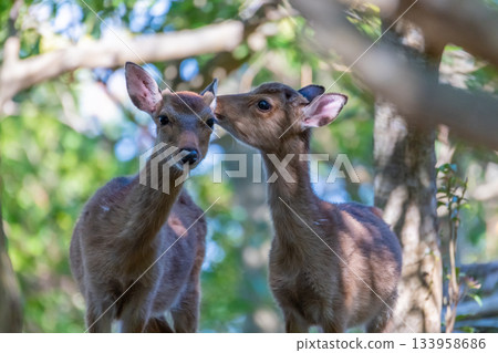 屋久島雌鹿,警覺而親密,世界自然遺產地,屋久島(夏季) 屋久島雌鹿,警覺而親密,世界自然遺產地,屋久島(夏季) 133958686