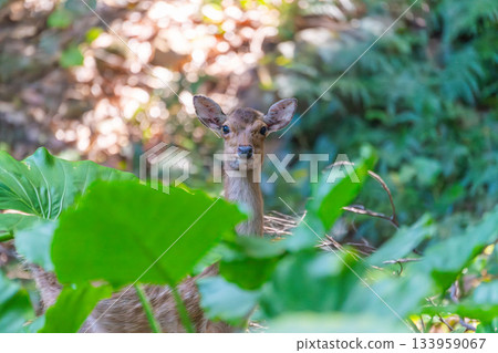 雌性屋久島鹿，警覺，世界自然遺產，屋久島（夏季） 133959067
