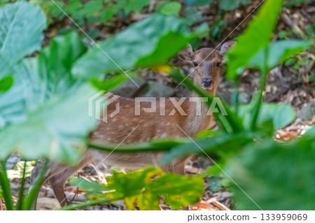 雌性屋久島鹿，警覺，世界自然遺產，屋久島（夏季） 133959069