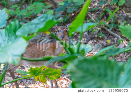 雌性屋久島鹿，警覺，世界自然遺產，屋久島（夏季） 133959070