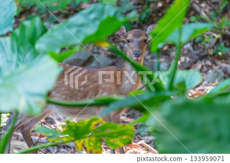 雌性屋久島鹿，警覺，世界自然遺產，屋久島（夏季） 133959071