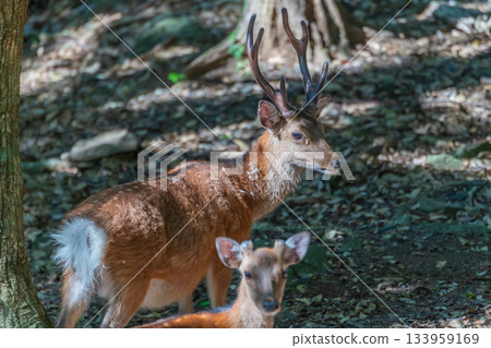 屋久島鹿群警覺，世界自然遺產地，屋久島（夏季） 133959169
