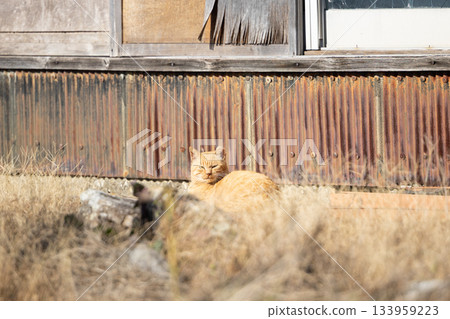 Sakujima的貓 133959223