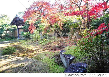 清涼寺庭園2025⑥ 清涼寺庭園2025⑥ 133959342