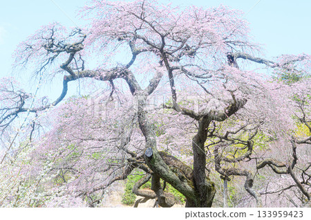 千福寺的垂枝櫻花春日美景 千福寺的垂枝櫻花春日美景 133959423