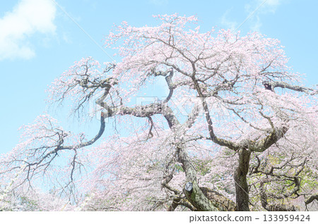Spring scenery of the weeping cherry blossoms at Senpukuji Temple 133959424