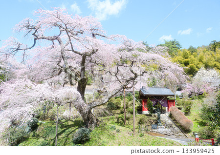 千福寺的垂枝櫻花春日美景 133959425