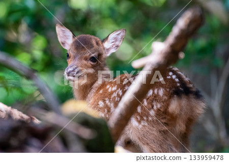 屋久島世界遺產（夏季）－今年出生的屋久島小鹿 133959478