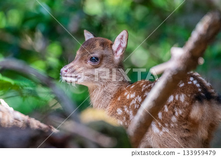 屋久島世界遺產（夏季）－今年出生的屋久島小鹿 133959479