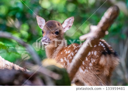 Yakushima World Heritage Site (Summer) - Baby Yakushima deer born this year Yakushima World Heritage Site (Summer) - Baby Yakushima deer born this year 133959481