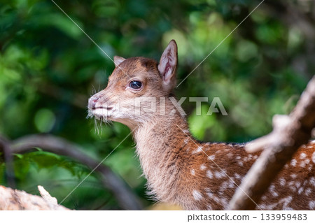 屋久島世界遺產（夏季）－今年出生的屋久島小鹿 133959483