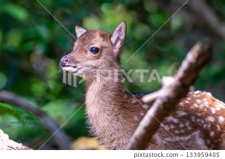Yakushima World Heritage Site (Summer) - Baby Yakushima deer born this year 133959485