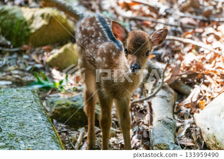 Yakushima World Heritage Site (Summer) - Baby Yakushima deer born this year 133959490