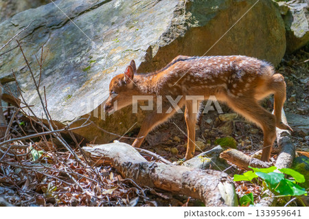 Yakushima World Heritage Site (Summer) - A baby Yakushima deer born this year 133959641